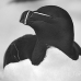 razorbill_msi_h_1272_can0892_bw.jpg